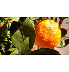 Мандарин Королевский сладкий, Китай, весовые