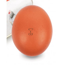 Яйца куриные ХОРОШЕЕ ДЕЛО категория СВ, Россия